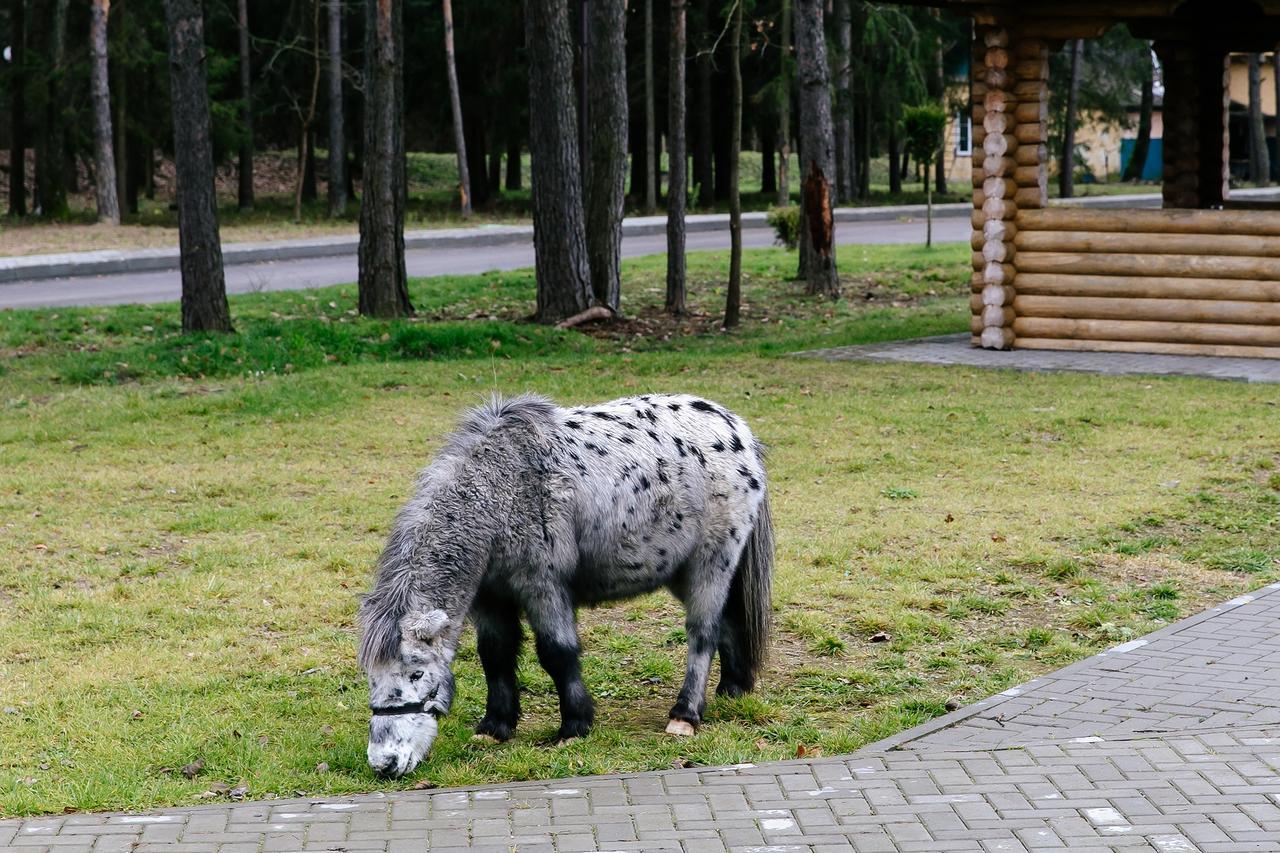 Готель Baza Otdykha Chaika Zhodzina Екстер'єр фото